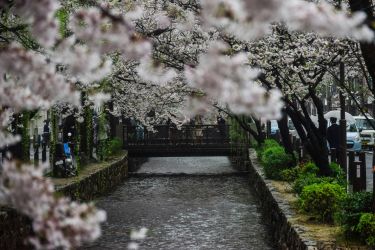 Les cerisiers en fleur le long de Tetsugaku no michi